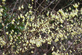 ヒュウガミズキ