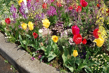チューリップ、リナリア