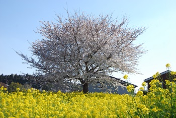 昭和の森花畑