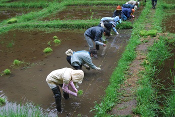 田植えの様子