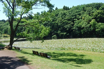 中央付近の様子