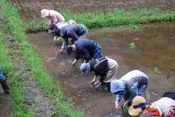 田植えの様子