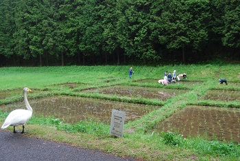 田植えを見守る白鳥