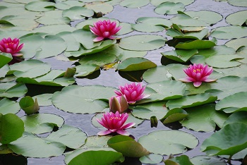 スイレン（赤）