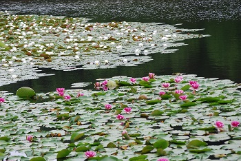 スイレン（白）（ピンク）