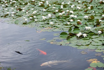 鯉とスイレン