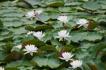 スイレン（白）