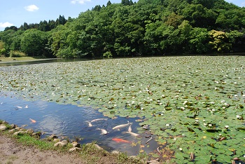 鯉とスイレン