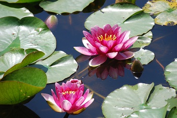 スイレン（赤）