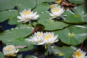 スイレン（白）