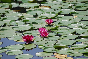 スイレン（赤）