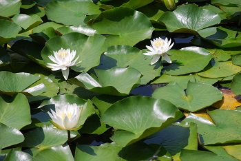 スイレン（白）