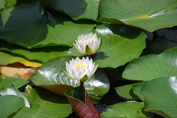スイレン（白）