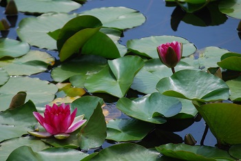 スイレン（赤）