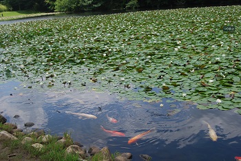 鯉とスイレン