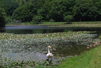 白鳥とスイレン