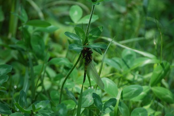 羽化したばかりのトンボ
