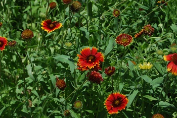 ダイテンニンギク