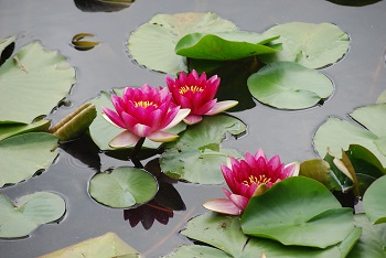 スイレン（赤）