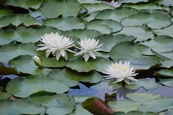 スイレン（白）