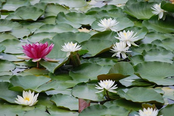 スイレン白と赤