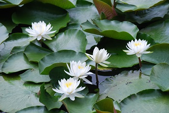 スイレン（白）