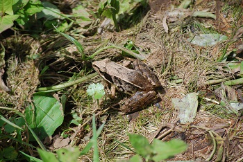 日本アカガエル