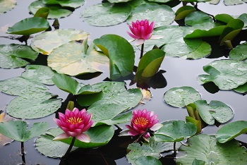 スイレン（赤）