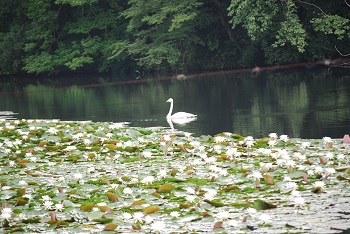 白鳥とスイレン