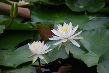 スイレン（白）