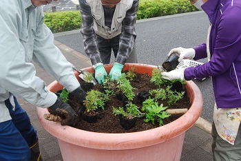 植え付けの様子