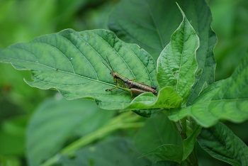 トノサマバッタ