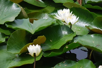 スイレン（白）