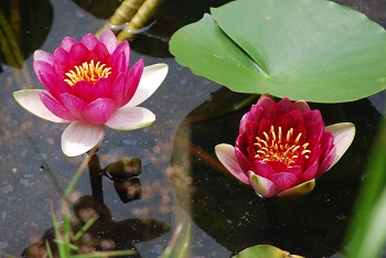 スイレン（赤）