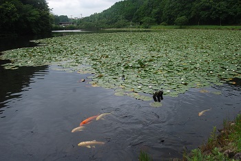 鯉とスイレン
