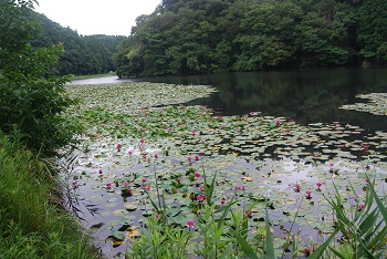 第3駐車場付近（道路側）