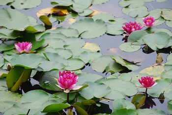 スイレン（赤）