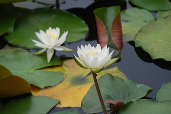 スイレン（白）