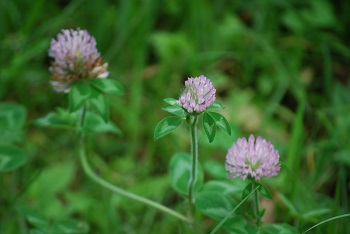 ムラサキツメクサ