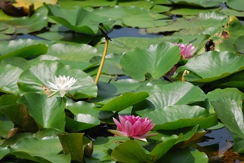 スイレン（白）（ピンク）