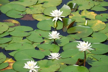 スイレン（白）
