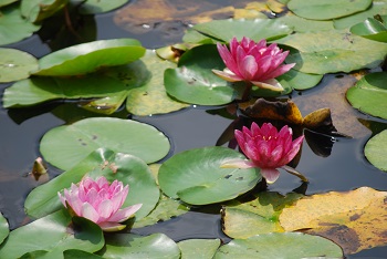 スイレン（赤）