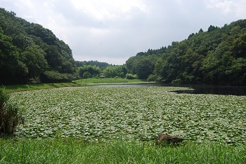 第3駐車場付近（道路側）