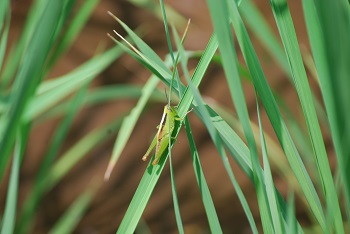トノサマバッタ