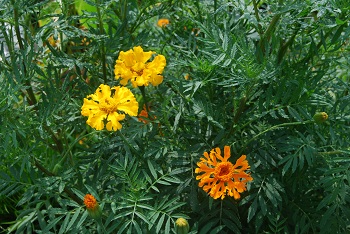 マリーゴールド