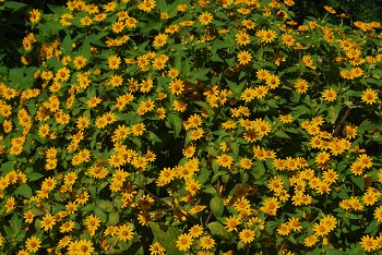 メランポジューム