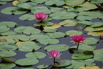 スイレン（赤）