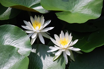 スイレン（白）