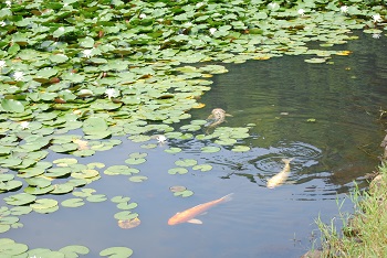 鯉とスイレン