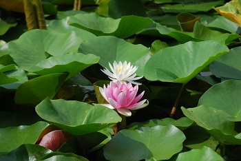 スイレン（ピンク）（白）